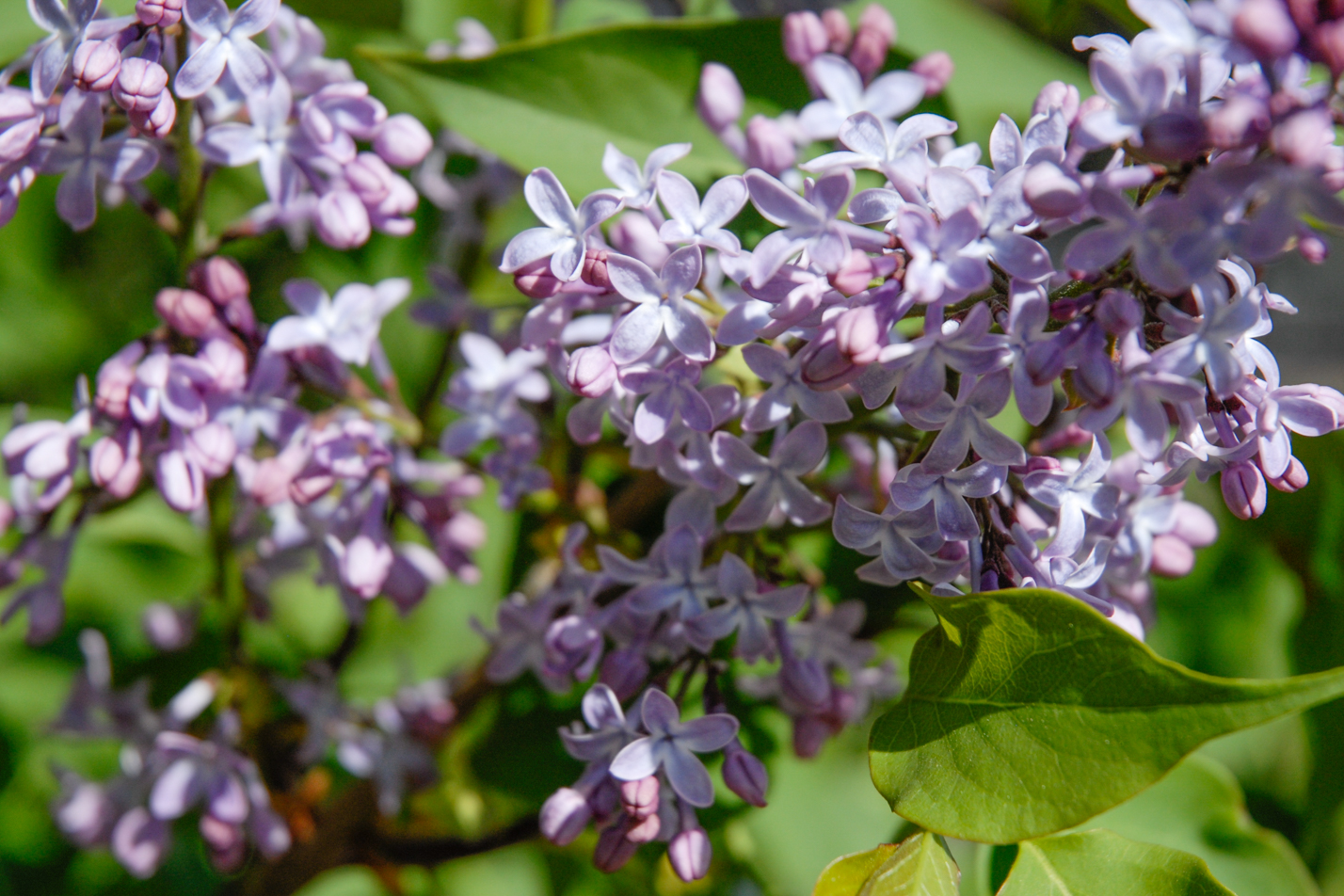 Common Lilac